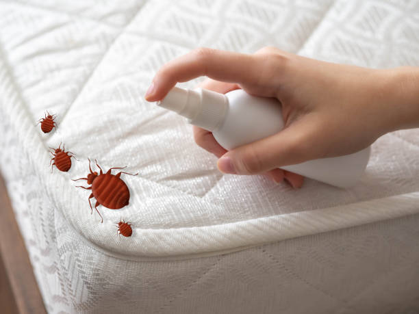 Best Termite Control Services  in Lampeter, PA